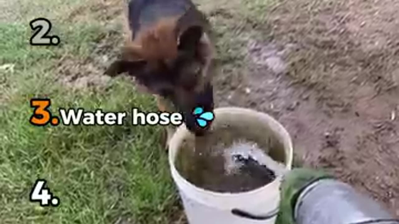 Funny dog