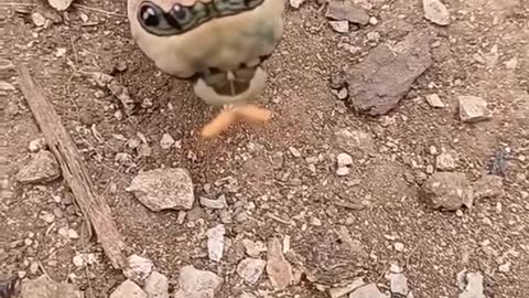 😨👹 Skinwalker Sighted? Terrifying Movement Caught on Camera | TheHauntingHour