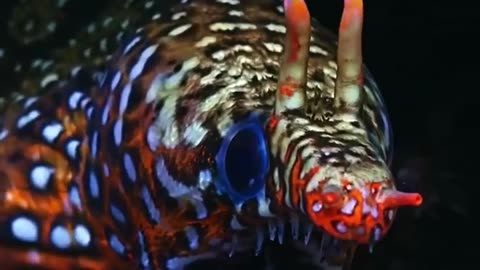 Moray Dragon Is known For The Color Of Its Body