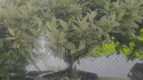 Peony tree in my family_005_Date 09.14