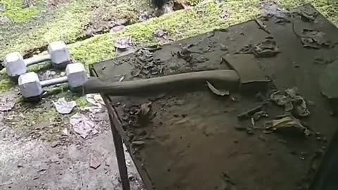 Rabbit eating a leaf.