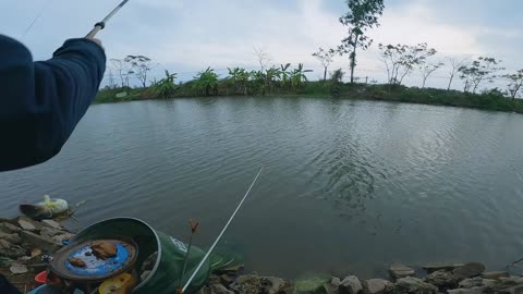 A Rainy Evening Fishing for Carp by the River