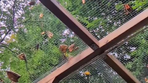 🤩🦜 You Won't Believe Floki's Heartwarming Journey! | FunFM