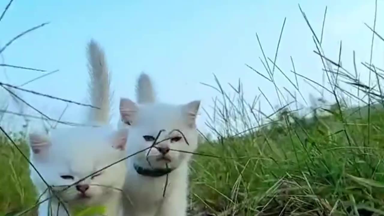 Cats are Soo Cute