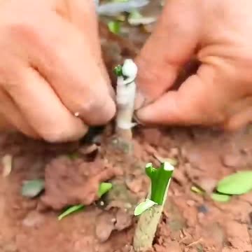 Citrus Grafting Simple Practical #agriculture #farming