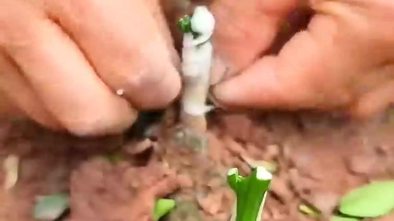 Citrus Grafting Simple Practical #agriculture #farming