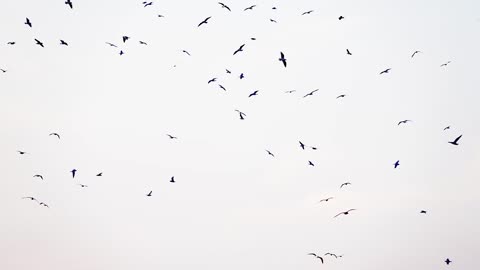 Animals from Pixabay
