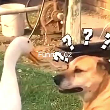 Strange and funny behavior of animals