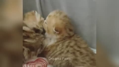 These funny animals will crack you up until you’re in tears! 😂