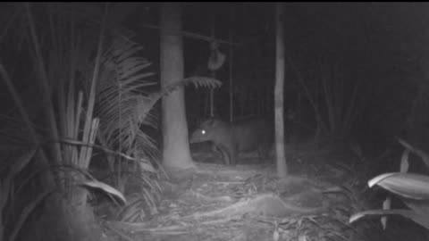 Tapir captured by a hunting camera