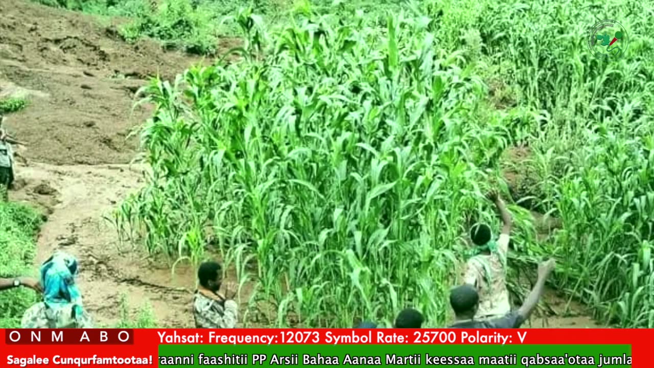 Oduu Waaree ONM-ABO Adoolessa 17-2025 itti dhiyaadhaa!