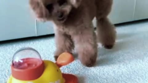 SMART DOGGY 🤣👌🤣