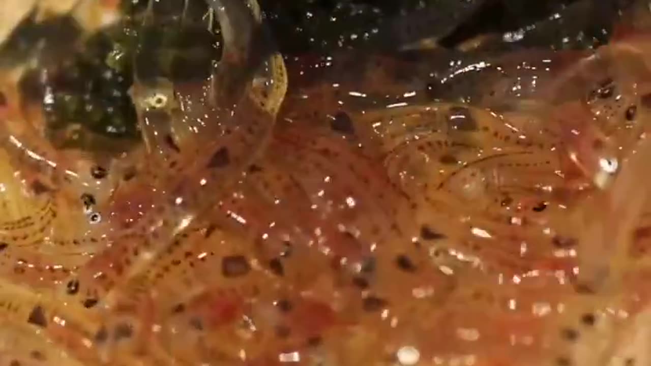 The Japanese dish known as "Shirouo no Odorigui" consists of small translucent fish seved in a shot glass while still alive & drunk with a dash of soy sauce