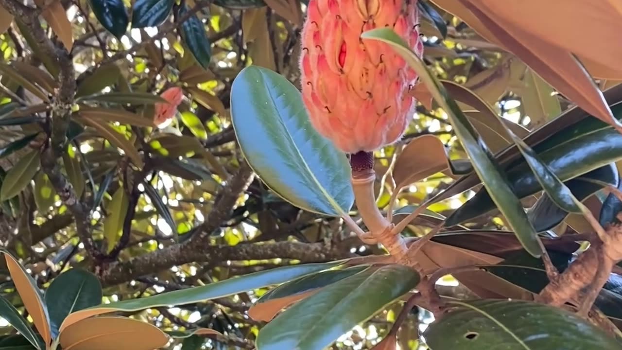 WHAT IS THIS?