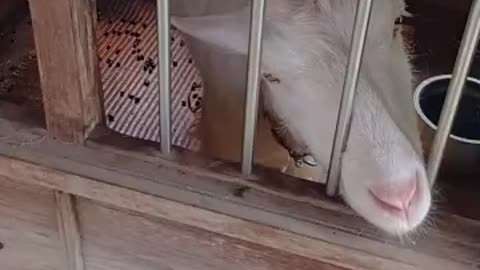 かわいい山羊さんの芽衣ちゃんの映像（晴れのち雨）