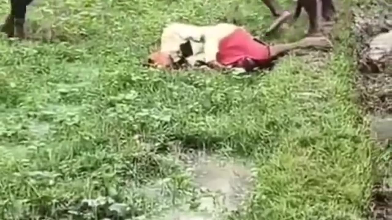 Fight with neighbor
