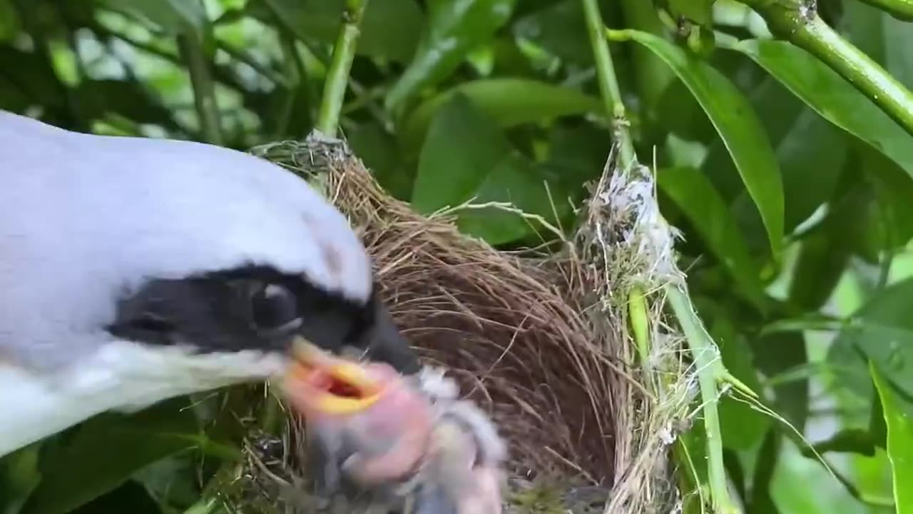 birds