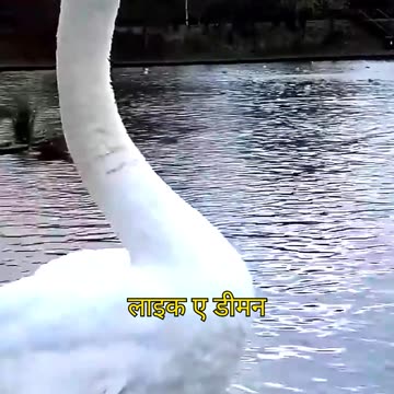 Top 4 CUTEST Animals That Can INSTANTLY KILL You! 😱☠️