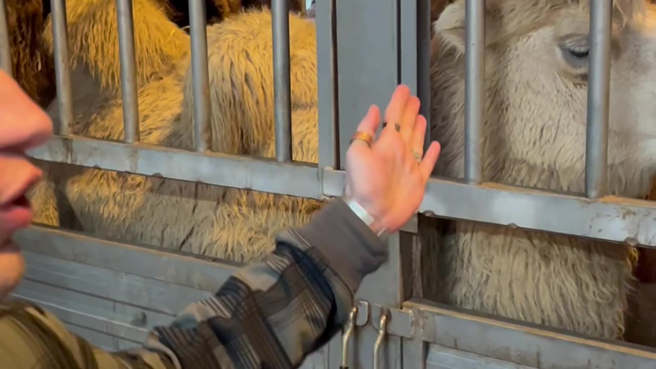 Camel Meat🇨🇳