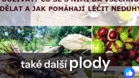 Borelióza a lék jménem štětka