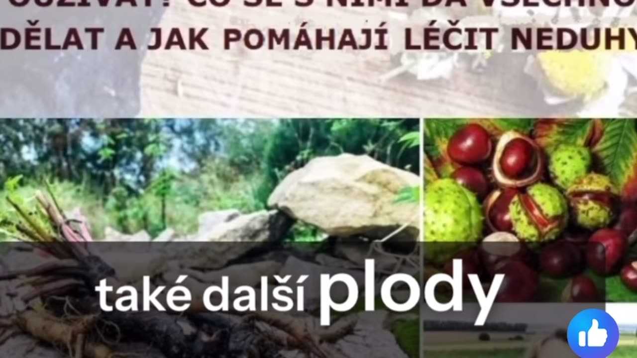 Borelióza a lék jménem štětka