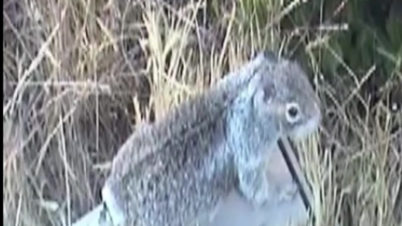 Robot squirrel