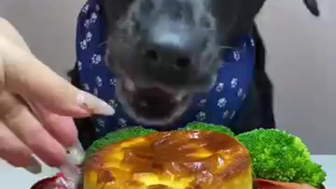 The temperature is rising again, let’s cook! Cute pet debut plan Labrador Oh my god it smells so g