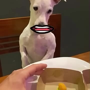 Cute Maxica Plush Dancing Cactus Electric Plush Toy Auto #funny