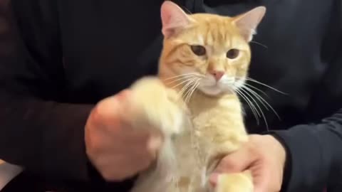 animal videos