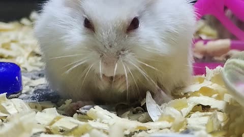Hamster love sunflower