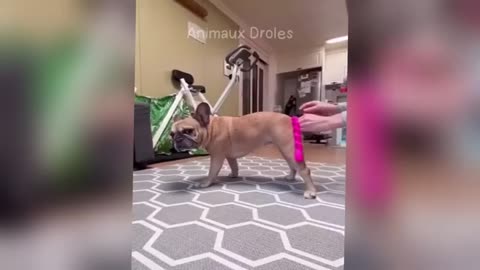 The best artist animals unli laugh
