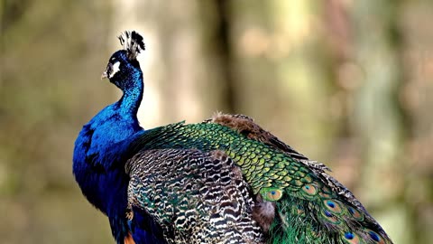 Nature and Animals