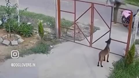 🐶 Having a Dog Be Like... This is Hilarious! | FunFM