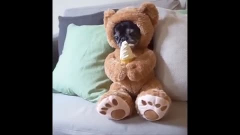 Funny Animal video