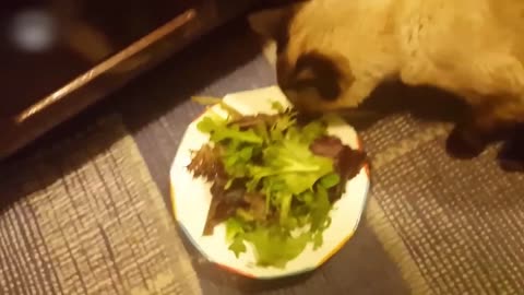 10_Minutes_Laugh_With_Animal____Funny_Dog_and_Cat_Videos_😂