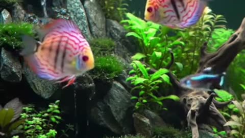 Aquascape Live: Nature’s Harmony in Glass