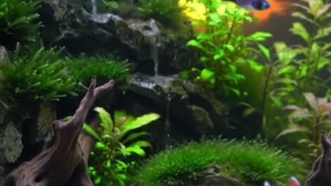 Aquascape Live: Nature’s Harmony in Glass