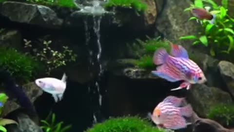 Aquascape Live: Nature’s Harmony in Glass