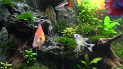 Aquascape Live: Nature’s Harmony in Glass