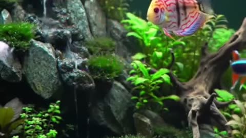 Aquascape Live: Nature’s Harmony in Glass