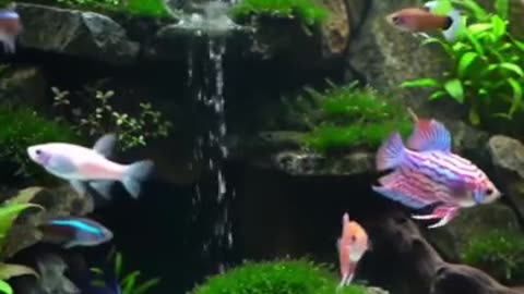 Aquascape Live: Nature’s Harmony in Glass