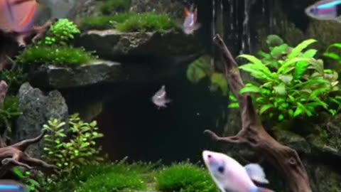 Aquascape Live: Nature’s Harmony in Glass
