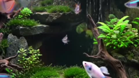 Aquascape Live: Nature’s Harmony in Glass