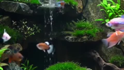 Aquascape Live: Nature’s Harmony in Glass