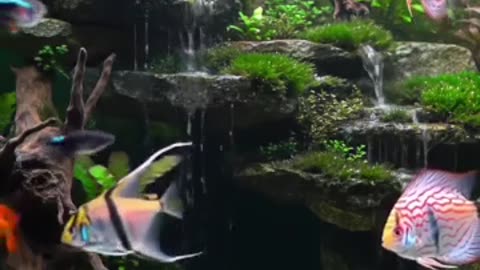 Aquascape Live: Nature’s Harmony in Glass