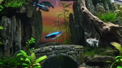 Aquascape Live: Nature’s Harmony in Glass