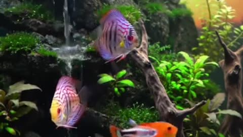 Aquascape Live: Nature’s Harmony in Glass
