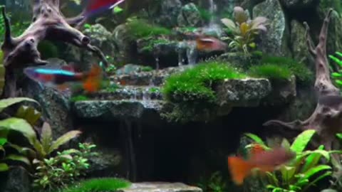 Aquascape Live: Nature’s Harmony in Glass