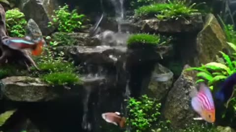 Aquascape Live: Nature’s Harmony in Glass