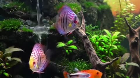Aquascape Live: Nature’s Harmony in Glass